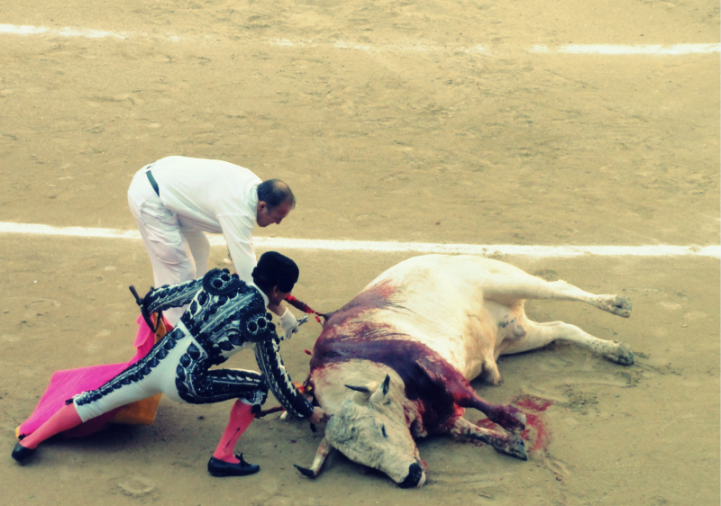 Corrida de Toros... Spanish tradition or animal cruelty?