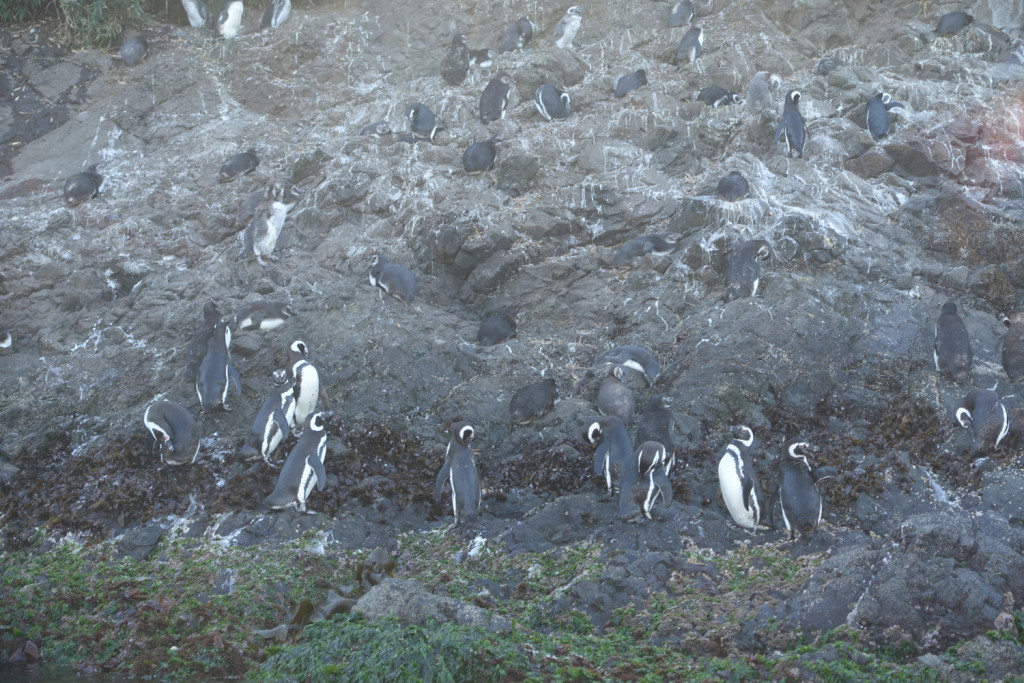 Penguin Tour un Ancud, Chiloe