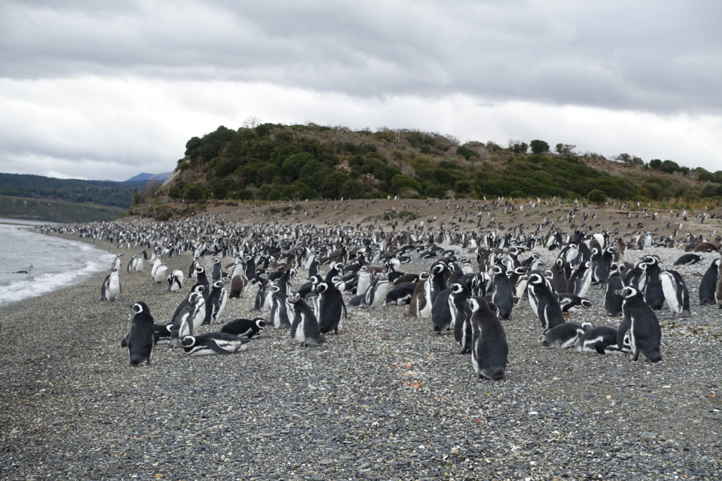 Penguin tour in Patagonia