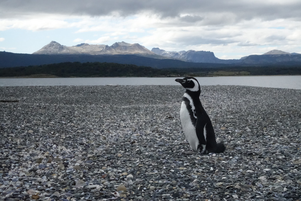 Penguin tour in Patagonia