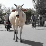 India’s cow dilemma!!!