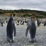 Visiting Penguins at the end of the world in photo!!!